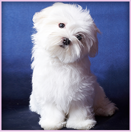 Dog Breeder in Pensacola, FL