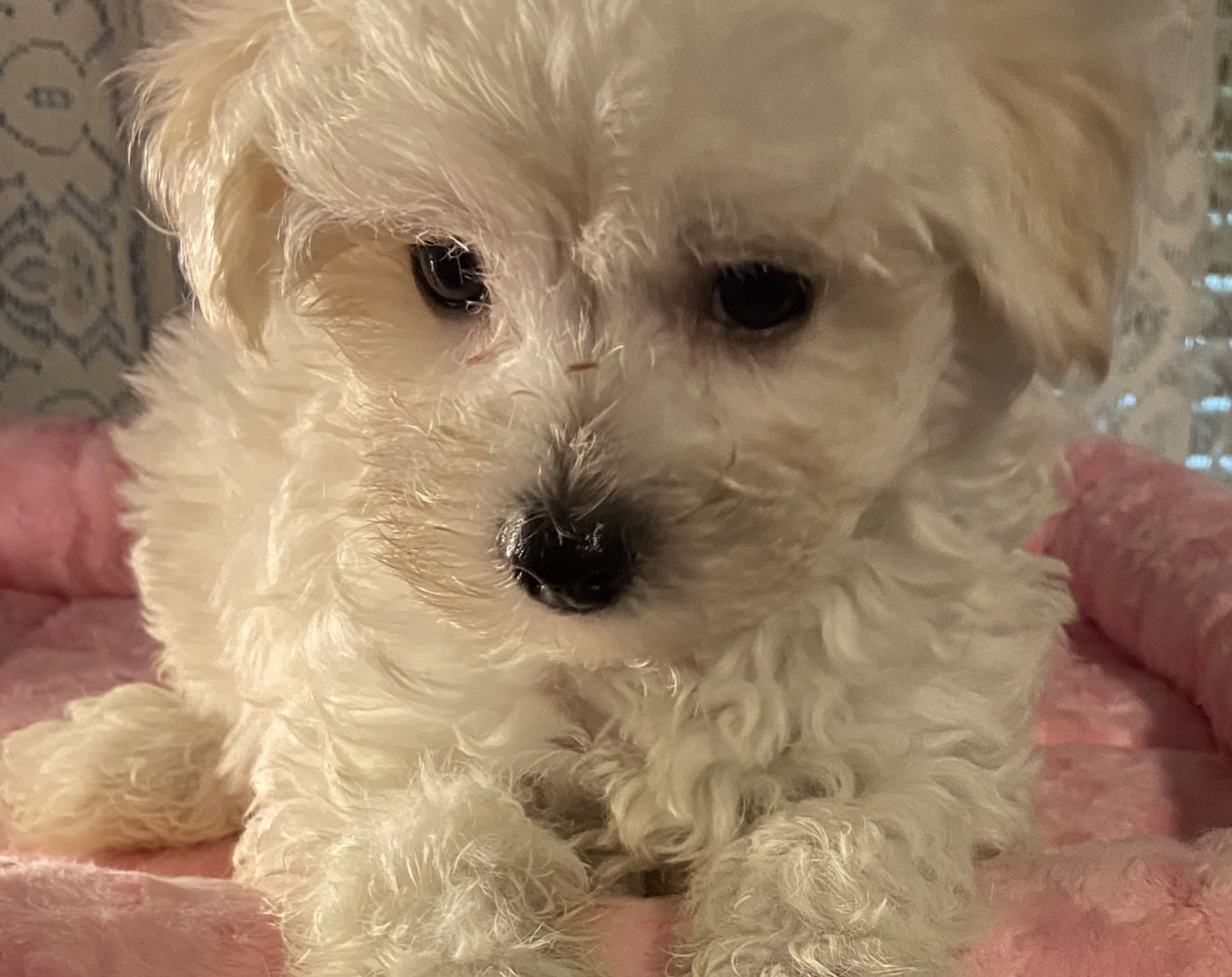 Male Maltipoo