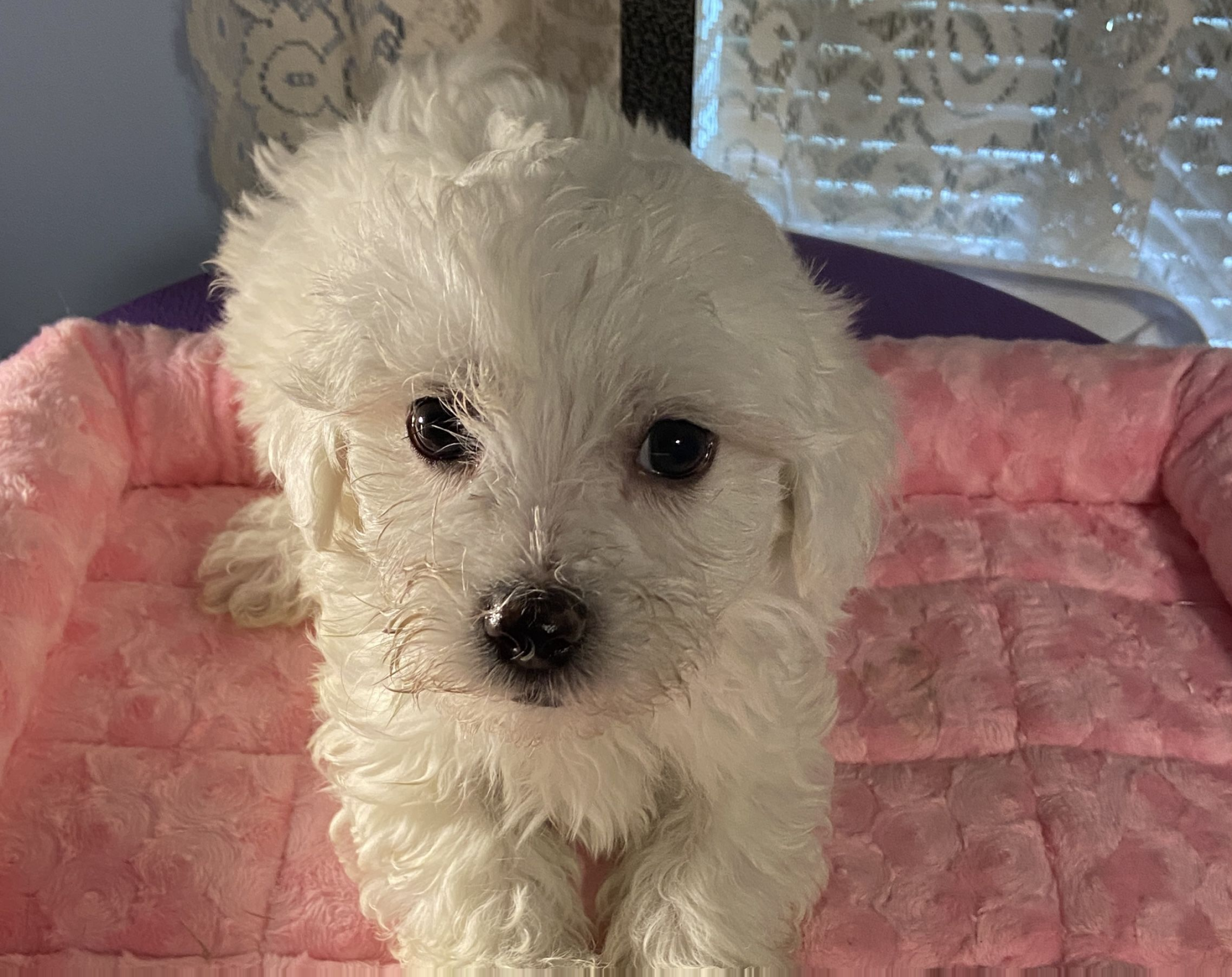 Male Maltipoo 3