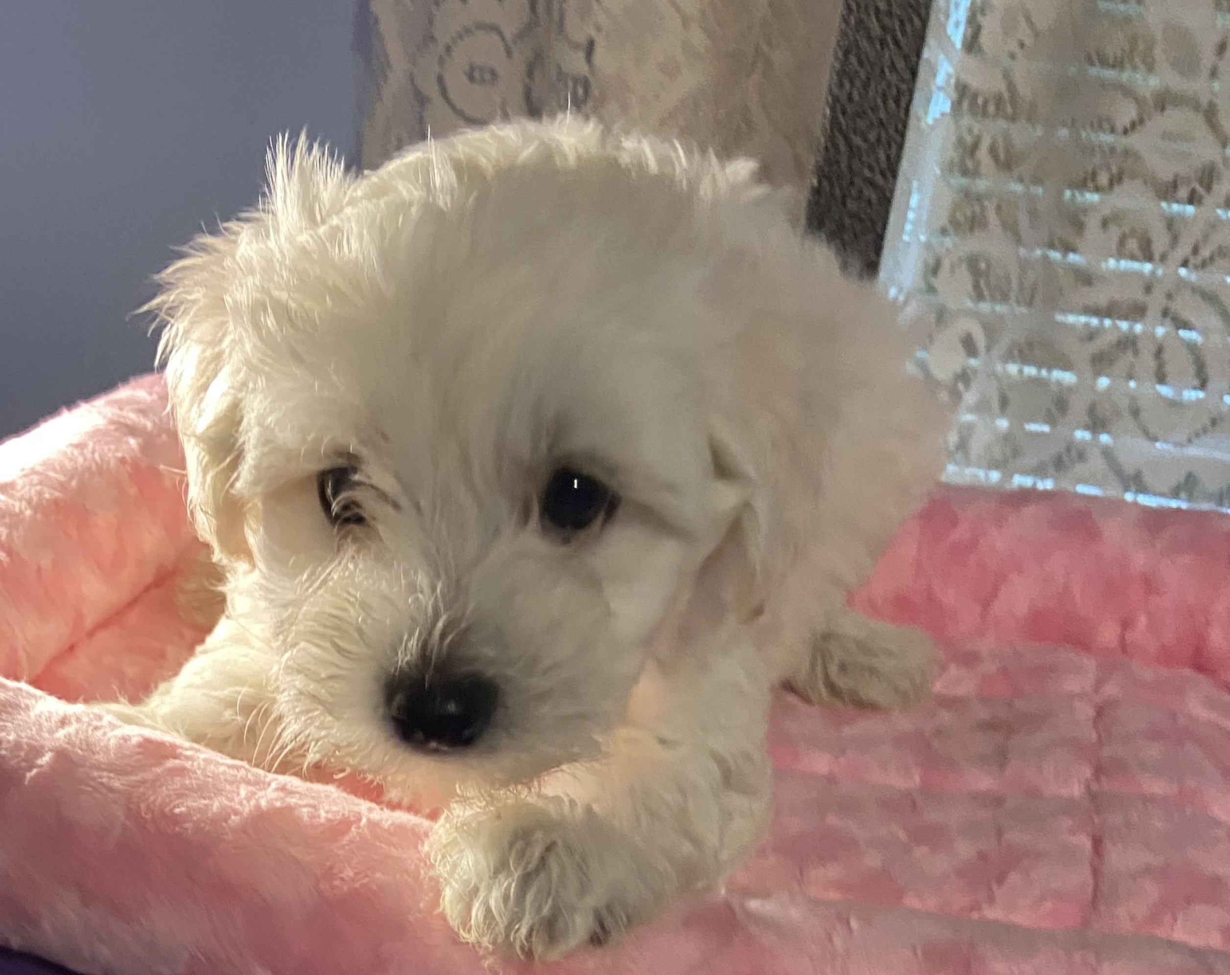 Male Maltipoo 4